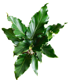 Anthurium plowmanii