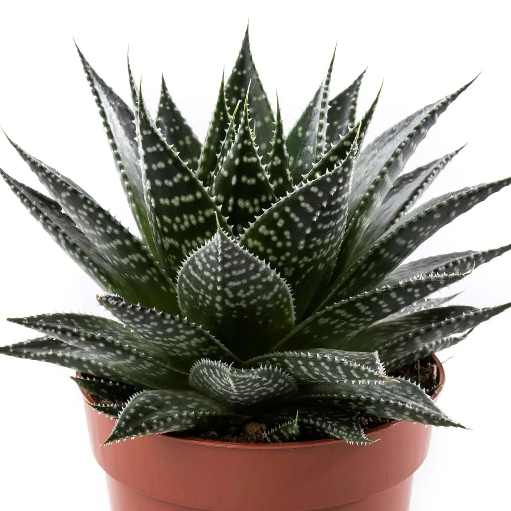 Gasteria ‘Durban'