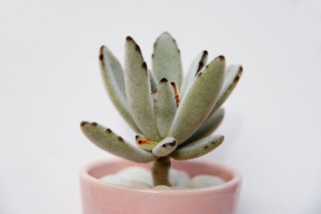 Kalanchoe 'Chocolate Panda'