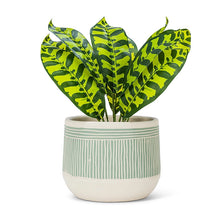 Green Large Etched Planter - 6.5"D