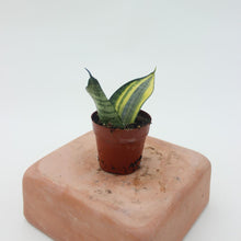 Sansevieria 'You and I"