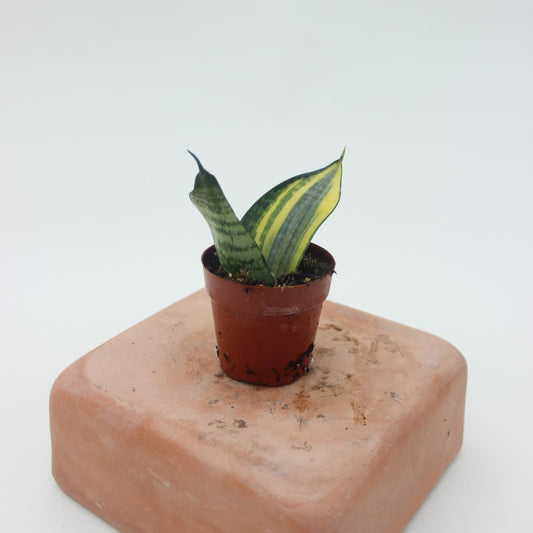 Sansevieria 'You and I"