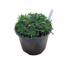 Euphorbia Bupleurifolia