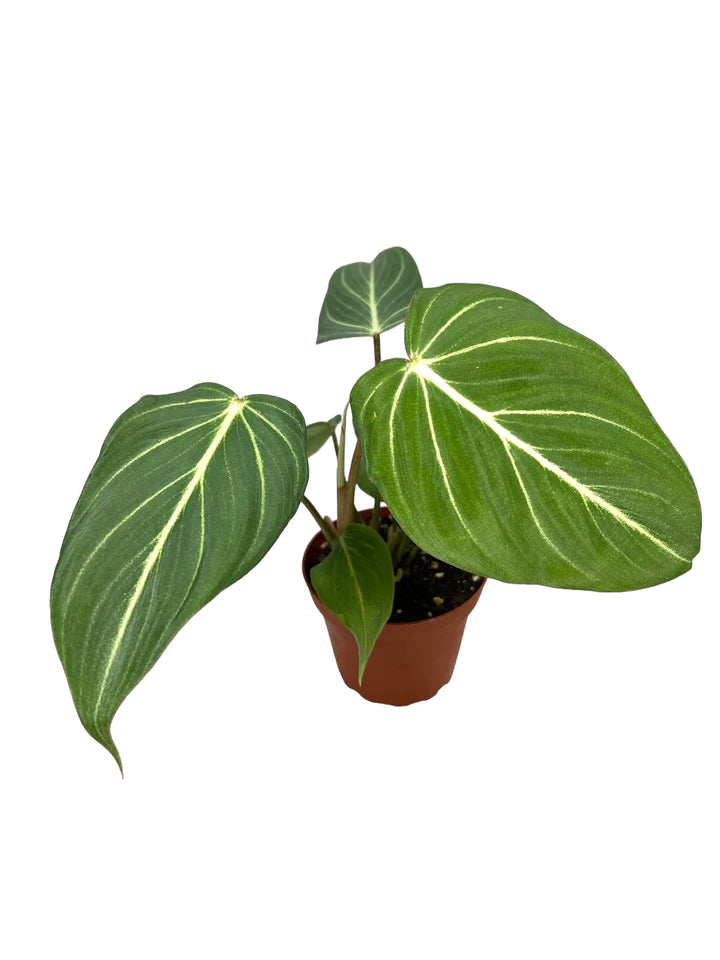 Philodendron Gloriosum