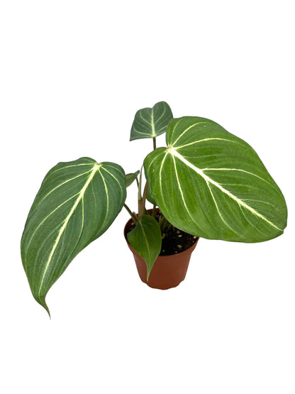 Philodendron Gloriosum