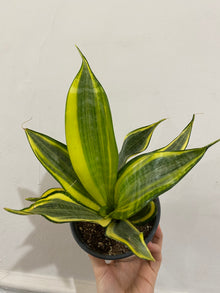 Sansevieria Trifasciata 'Hi Color'