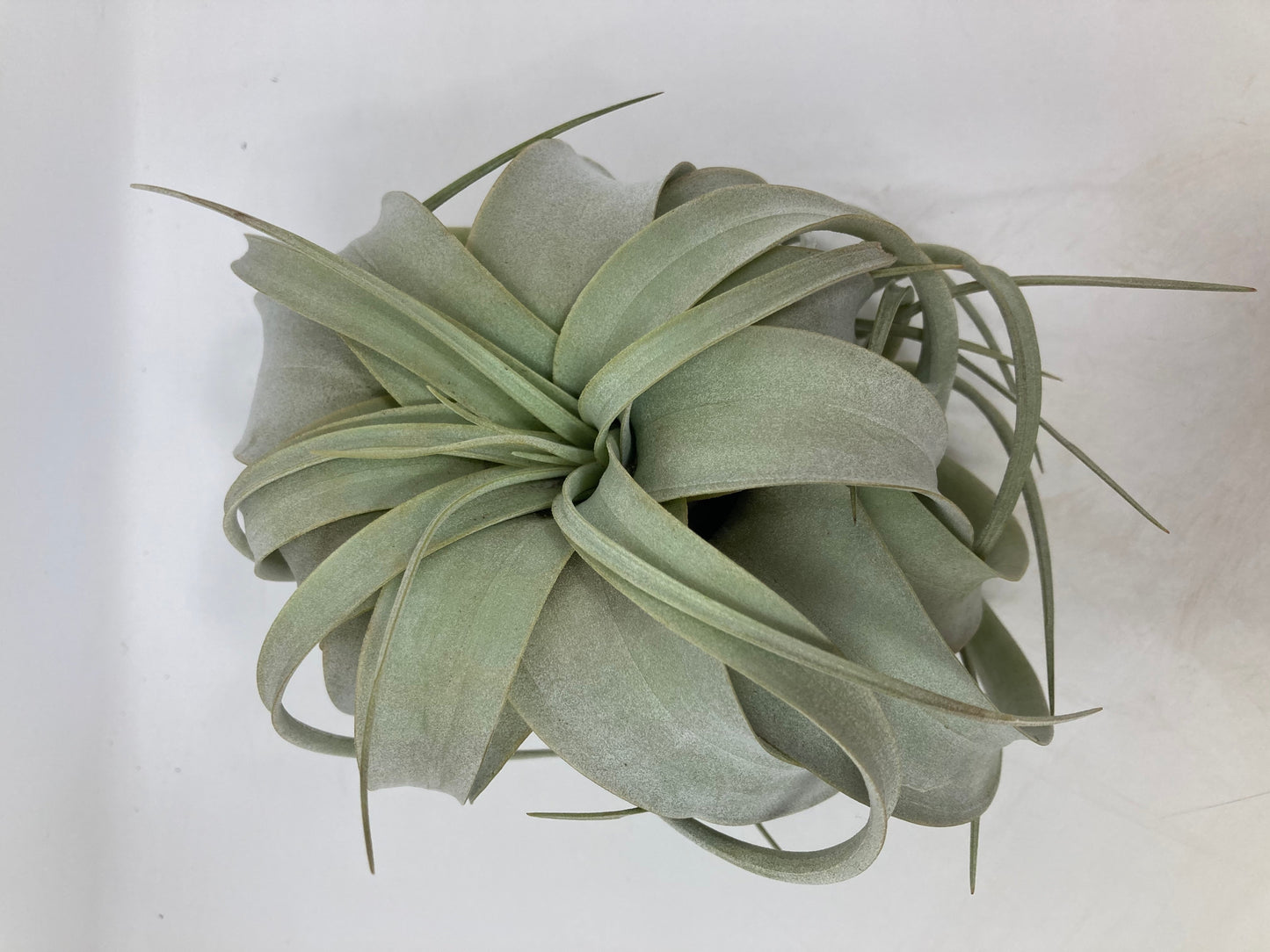 Air Plants - Assorted