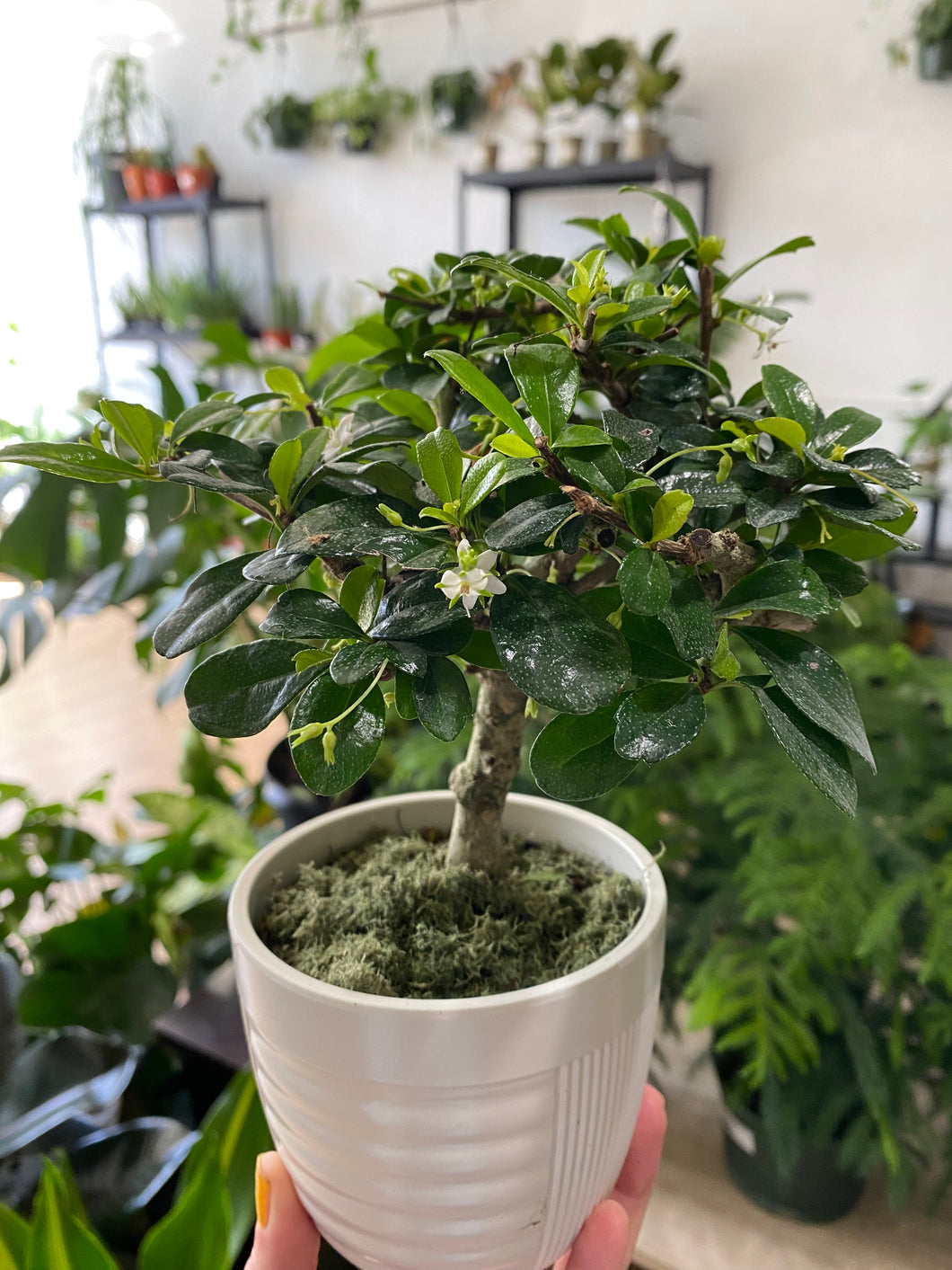 Fukien Tea 'Mini Bonsai Tree'