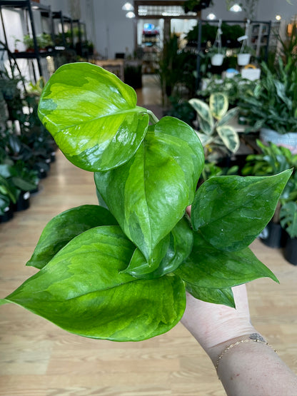 Epipremnum aureum  'Guacamole Pothos'