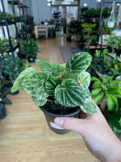 Peperomia 'Buenos Aires' - 3" Pot