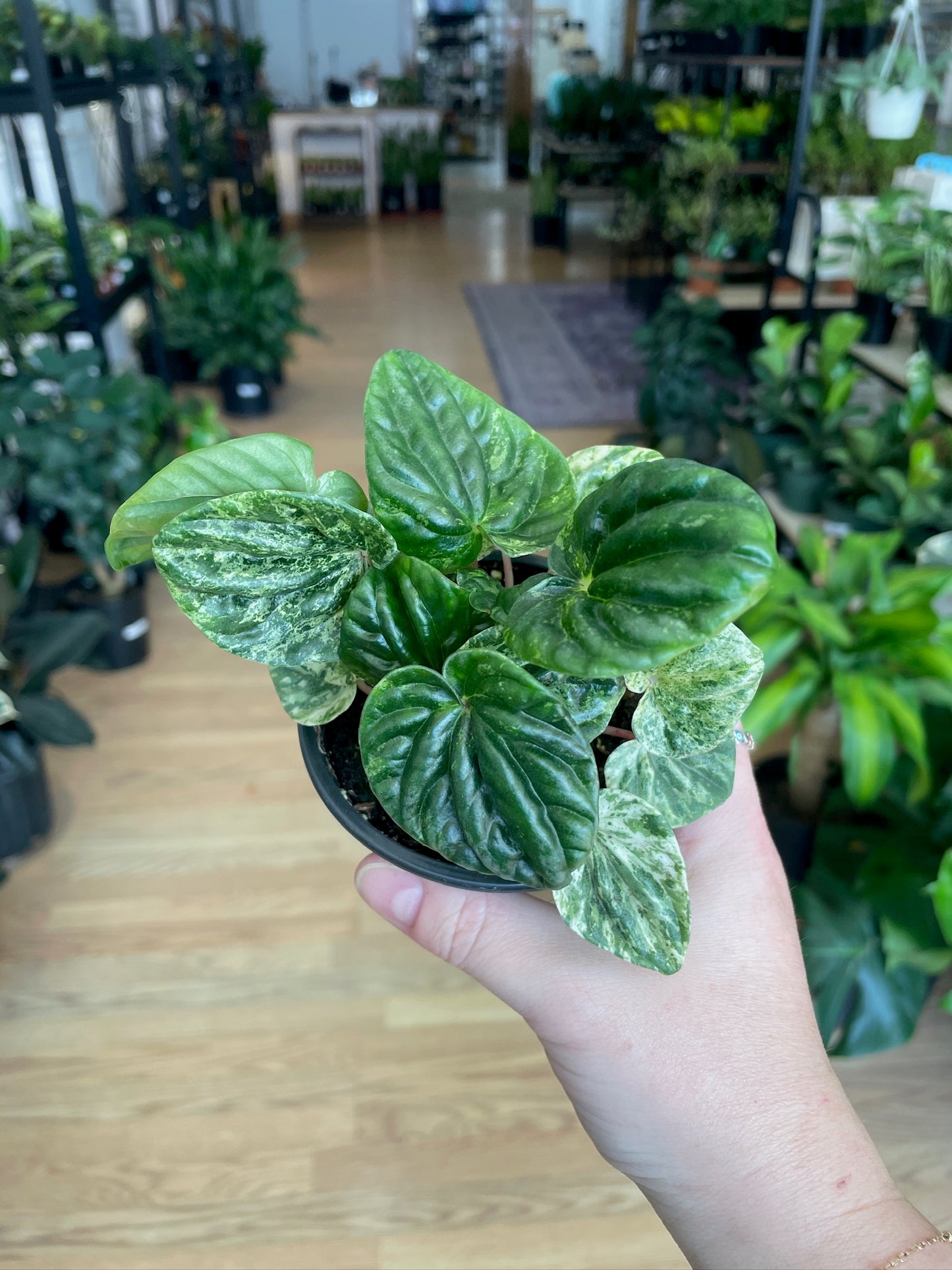 Peperomia 'Buenos Aires' - 3" Pot