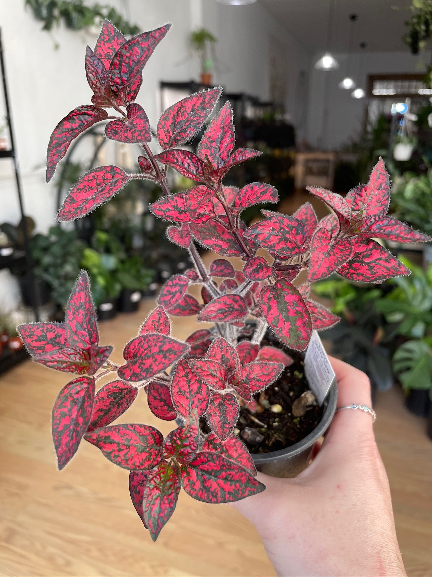 Hypoestes Phyllostachya 'Polka Dot Plant'