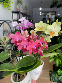 Phalaenopsis 'Orchids in Assorted Colors' - 2.5" Ceramic Pot