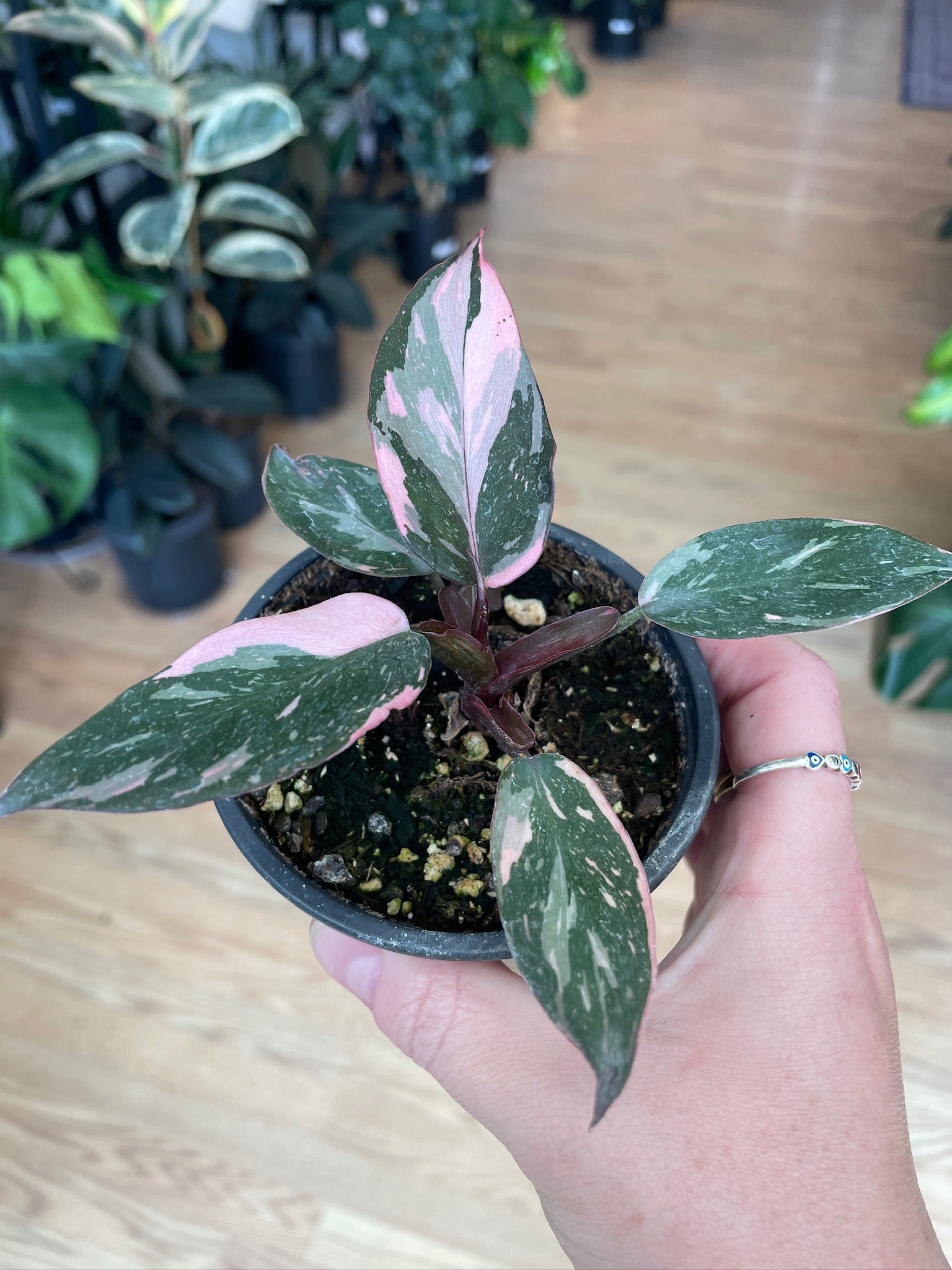 Philodendron 'Pink Princess' – Snakeroot Botanicals