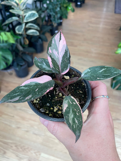 Philodendron 'Pink Princess'