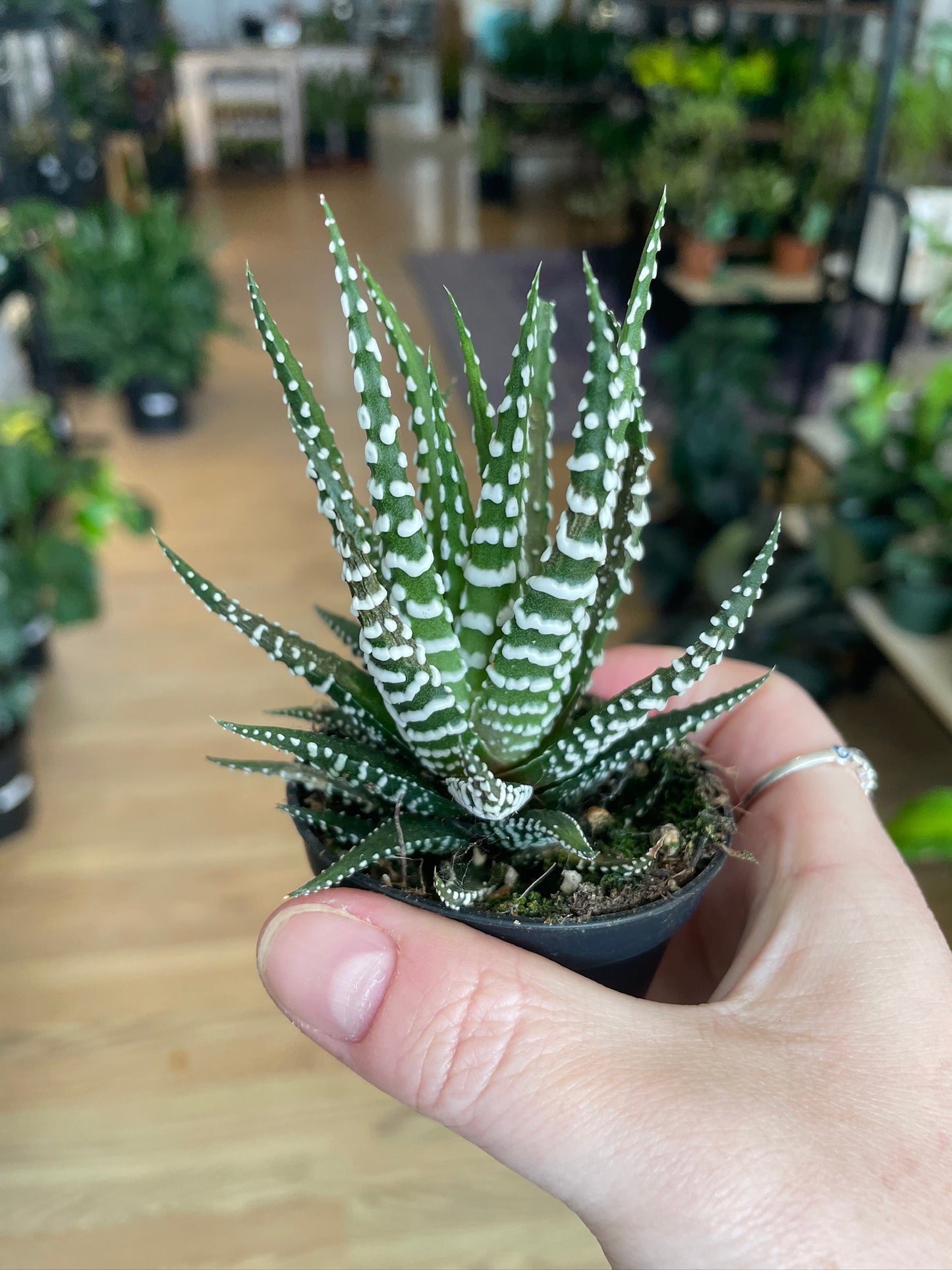 Haworthia zebrina 'Zebra'