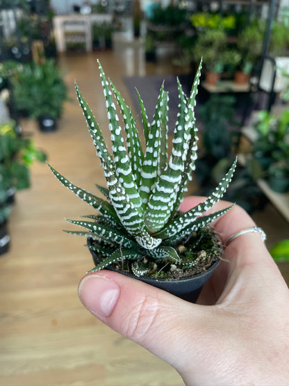Haworthia zebrina 'Zebra'