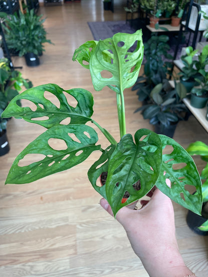 Monstera adansonii 'Swiss Cheese'