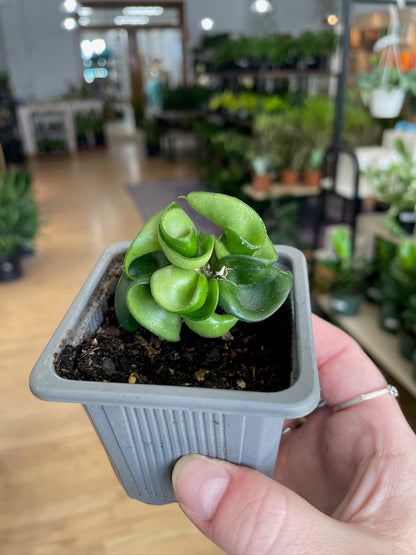 Hoya carnosa compacta ‘Hindu Rope Plant’