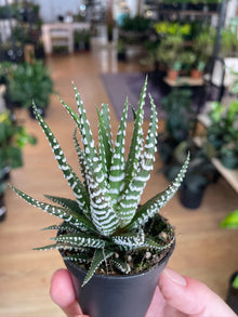 Haworthia zebrina 'Zebra'