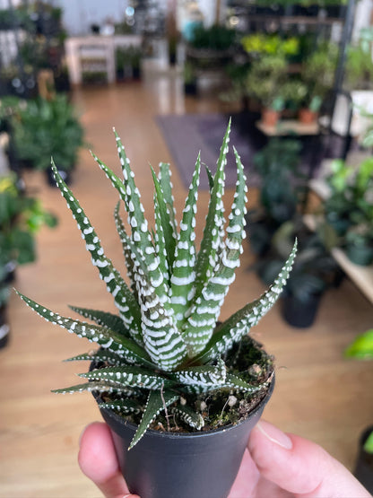 Haworthia zebrina 'Zebra'