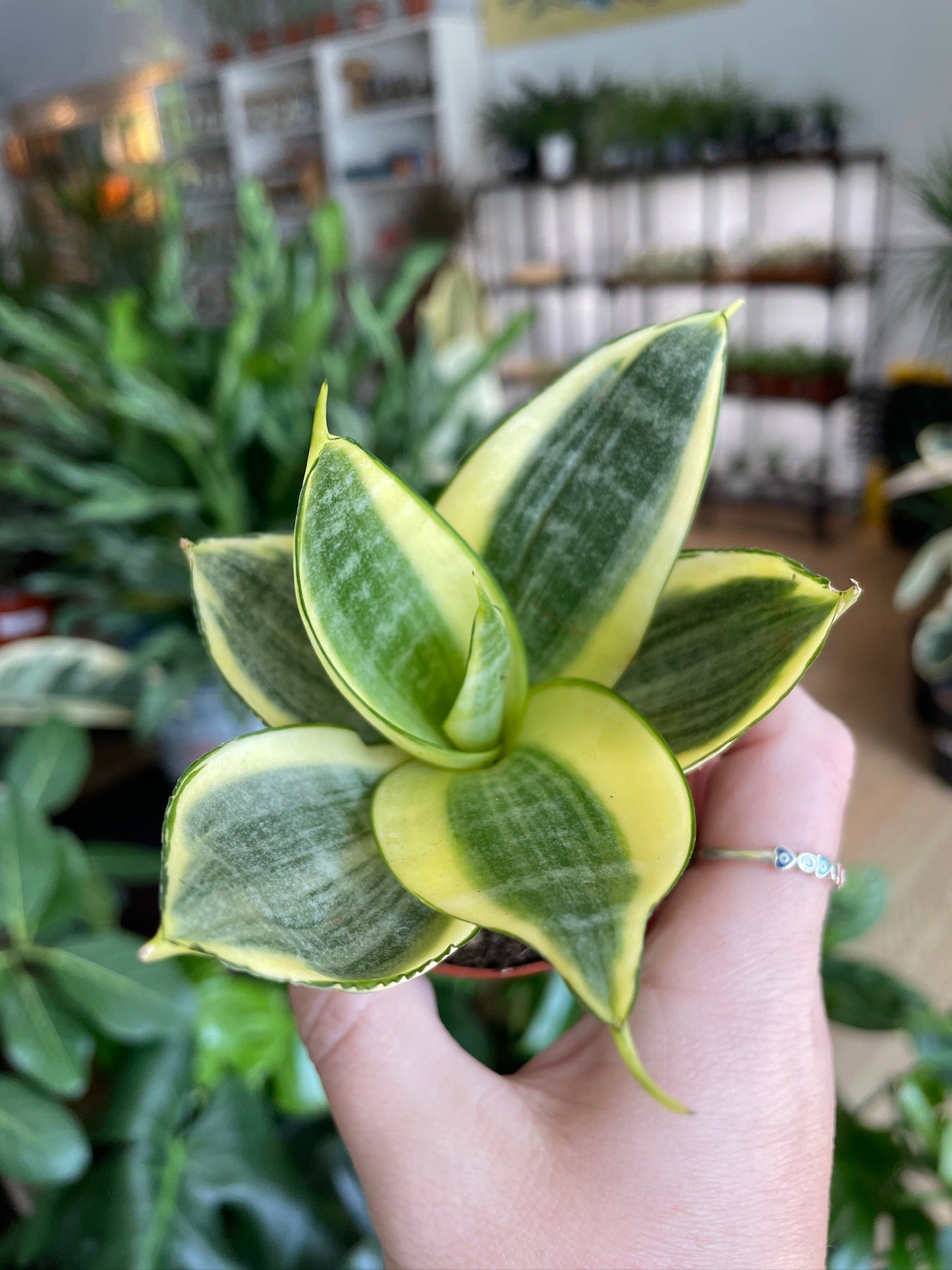Sansevieria hahnii 'Gold Snake Plant' - 2.5" Pot