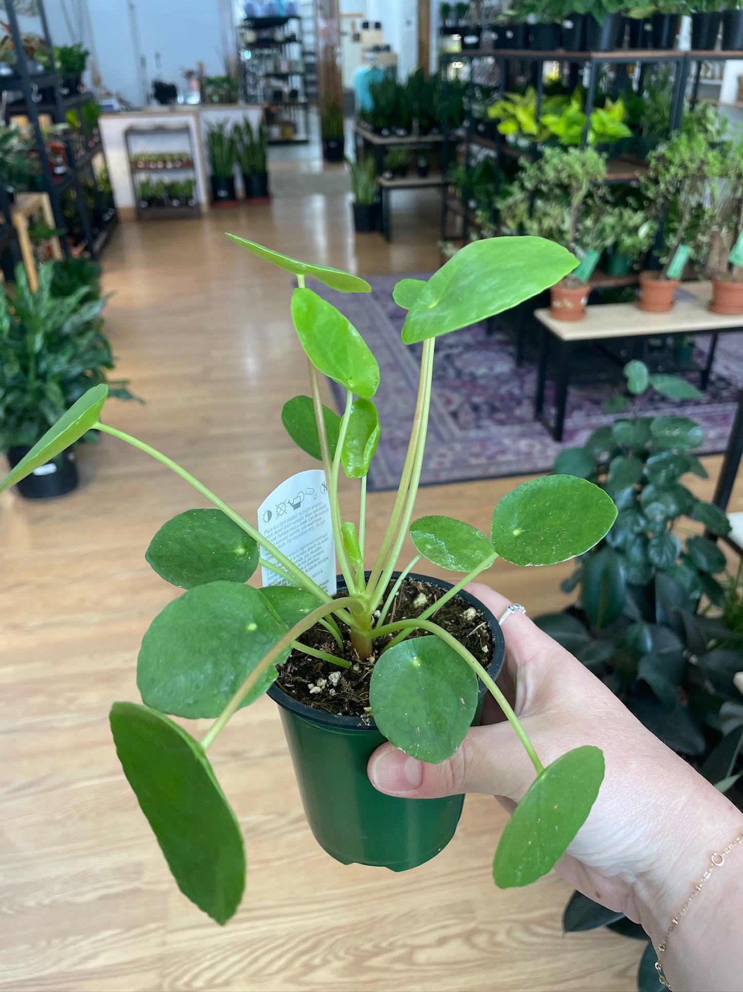 Pilea peperomiodes 'Chinese Money Plant'