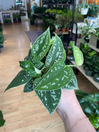 Scindapsus ‘Satin Pothos’