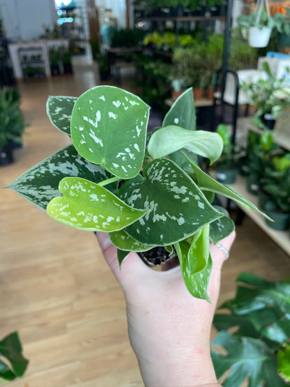 Scindapsus ‘Satin Pothos’