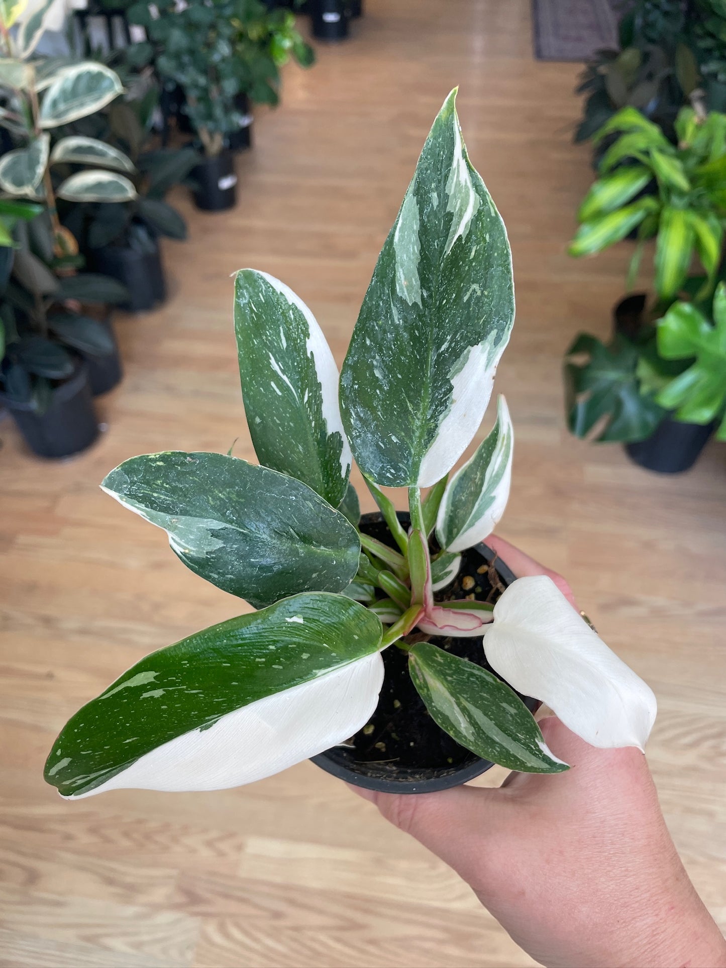 Philodendron 'White Princess' - 3" Pot