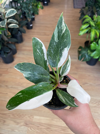 Philodendron 'White Princess' - 3" Pot