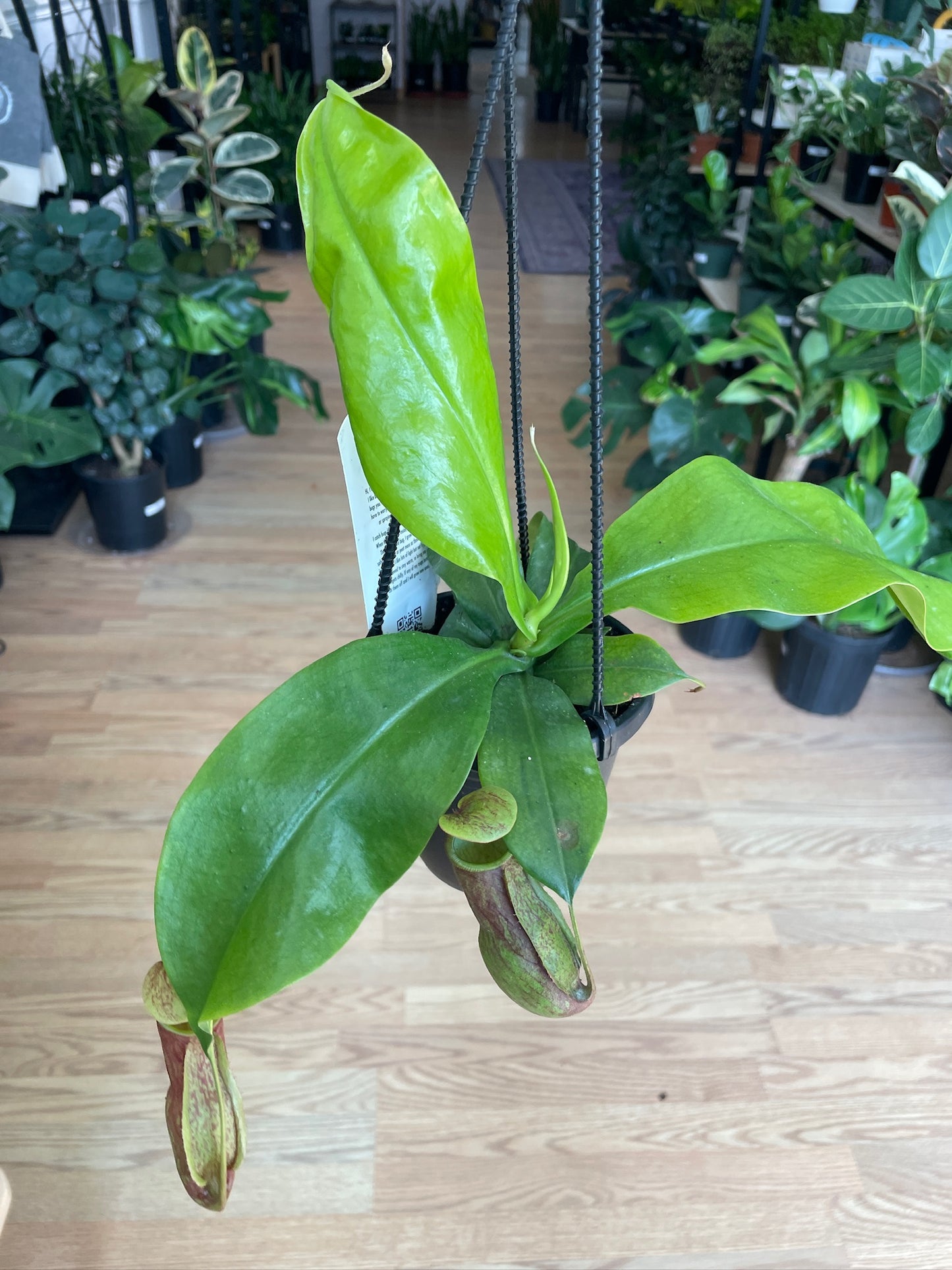 Nepenthes ‘Pitcher Plants’ - 4.5" Hanging Basket
