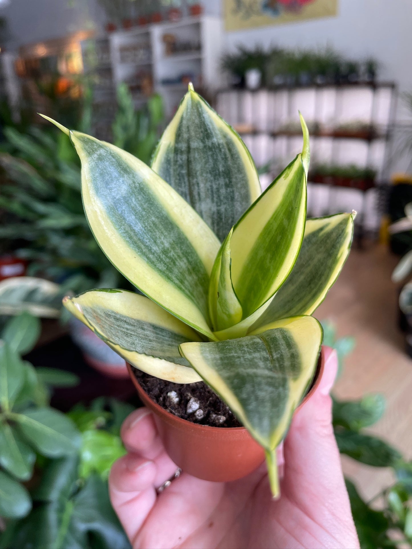 Sansevieria hahnii 'Gold Snake Plant' - 2.5" Pot