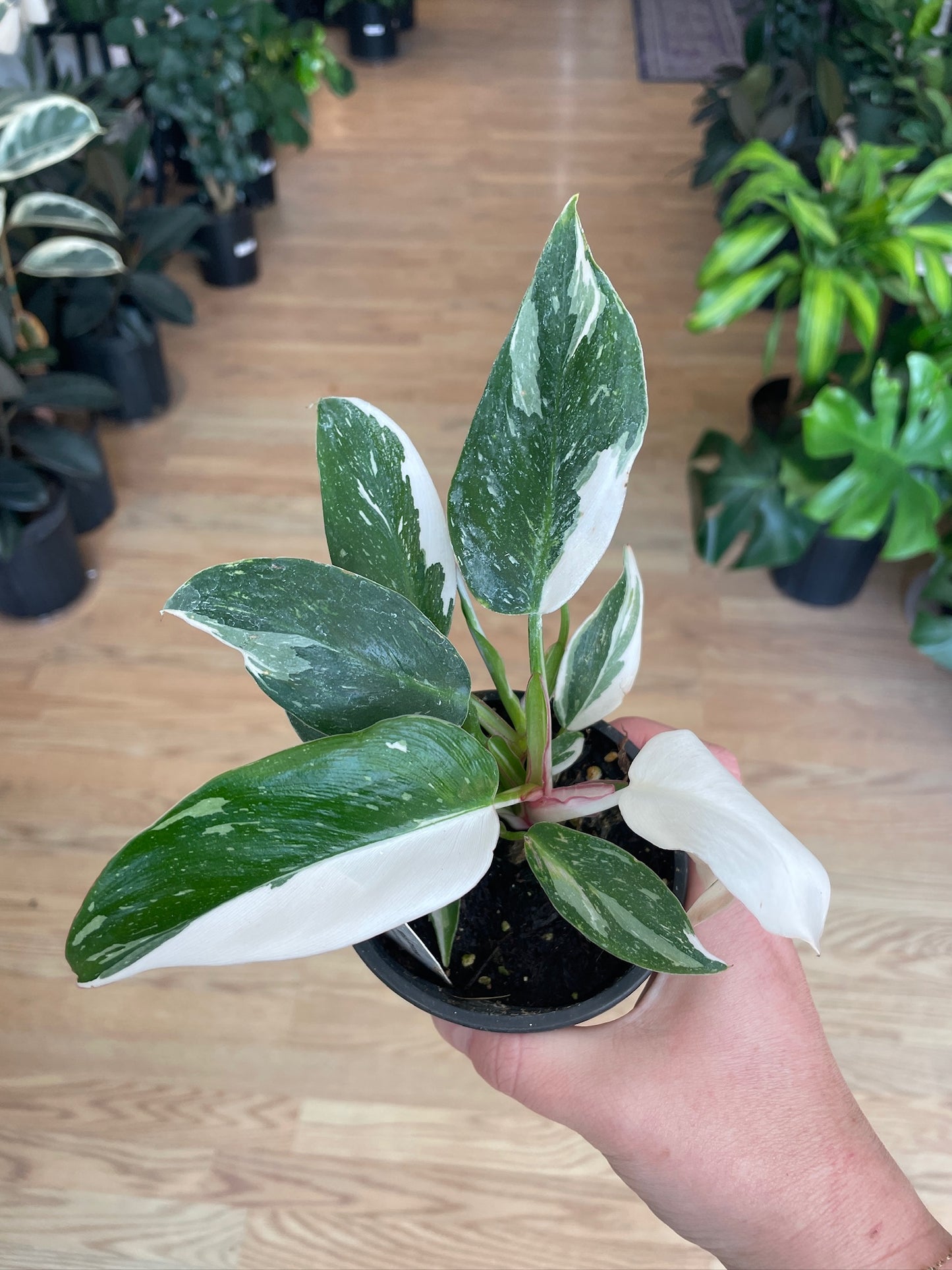 Philodendron 'White Princess' - 3" Pot