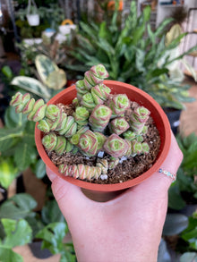 Crassula 'Baby's Necklace’