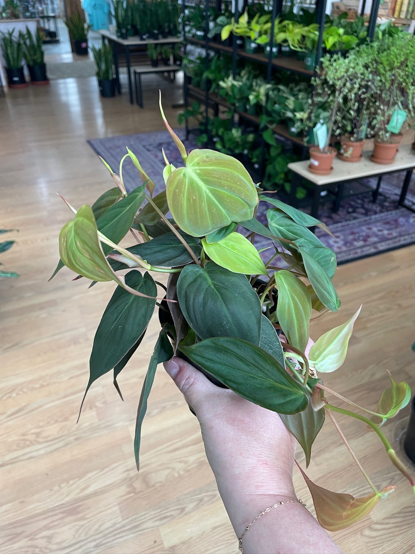 Philodendron 'Micans'