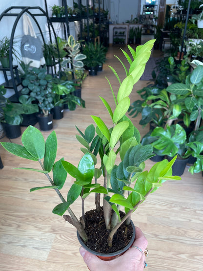 Zamioculcas zamiifolia 'ZZ Plant'