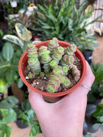 Crassula 'Baby's Necklace’
