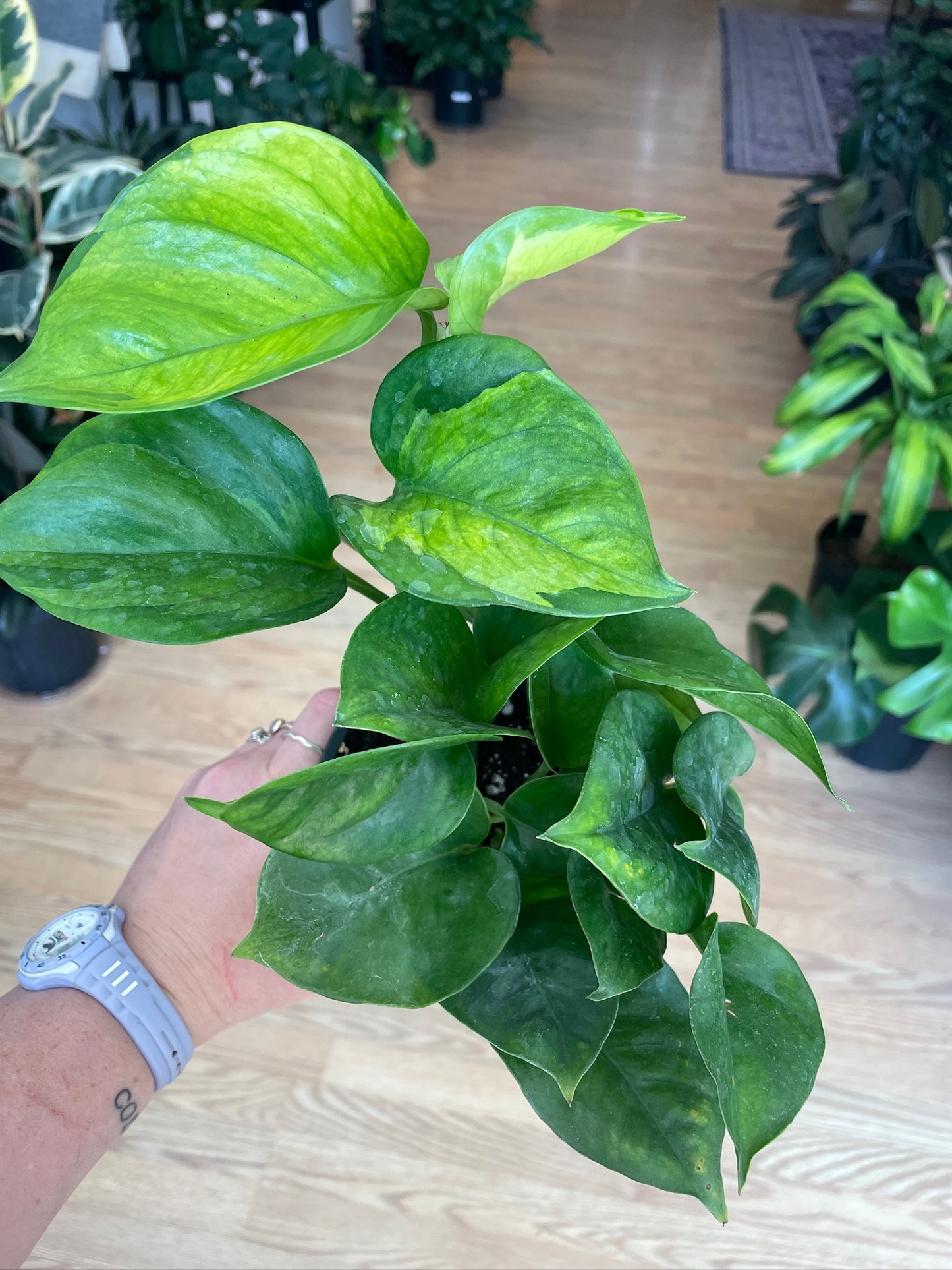 Epipremnum aureum  'Guacamole Pothos'