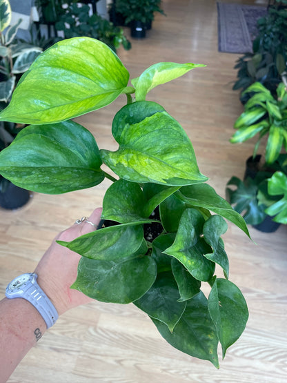Epipremnum aureum  'Guacamole Pothos'