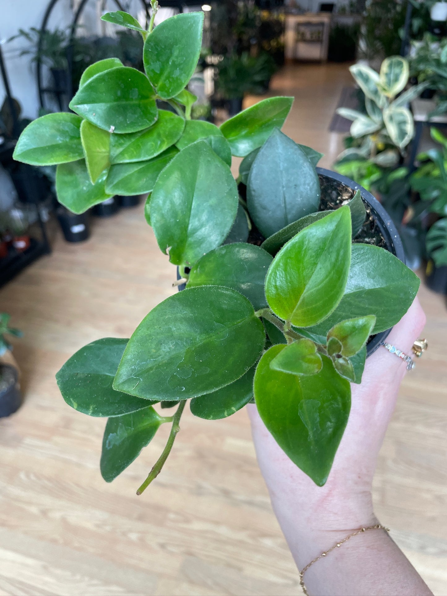 Aeschynanthus 'Mona Lisa Lipstick Plant' - 4.5" Pot