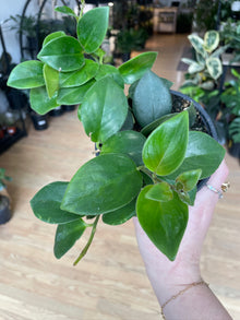 Aeschynanthus 'Mona Lisa Lipstick Plant' - 4.5" Pot