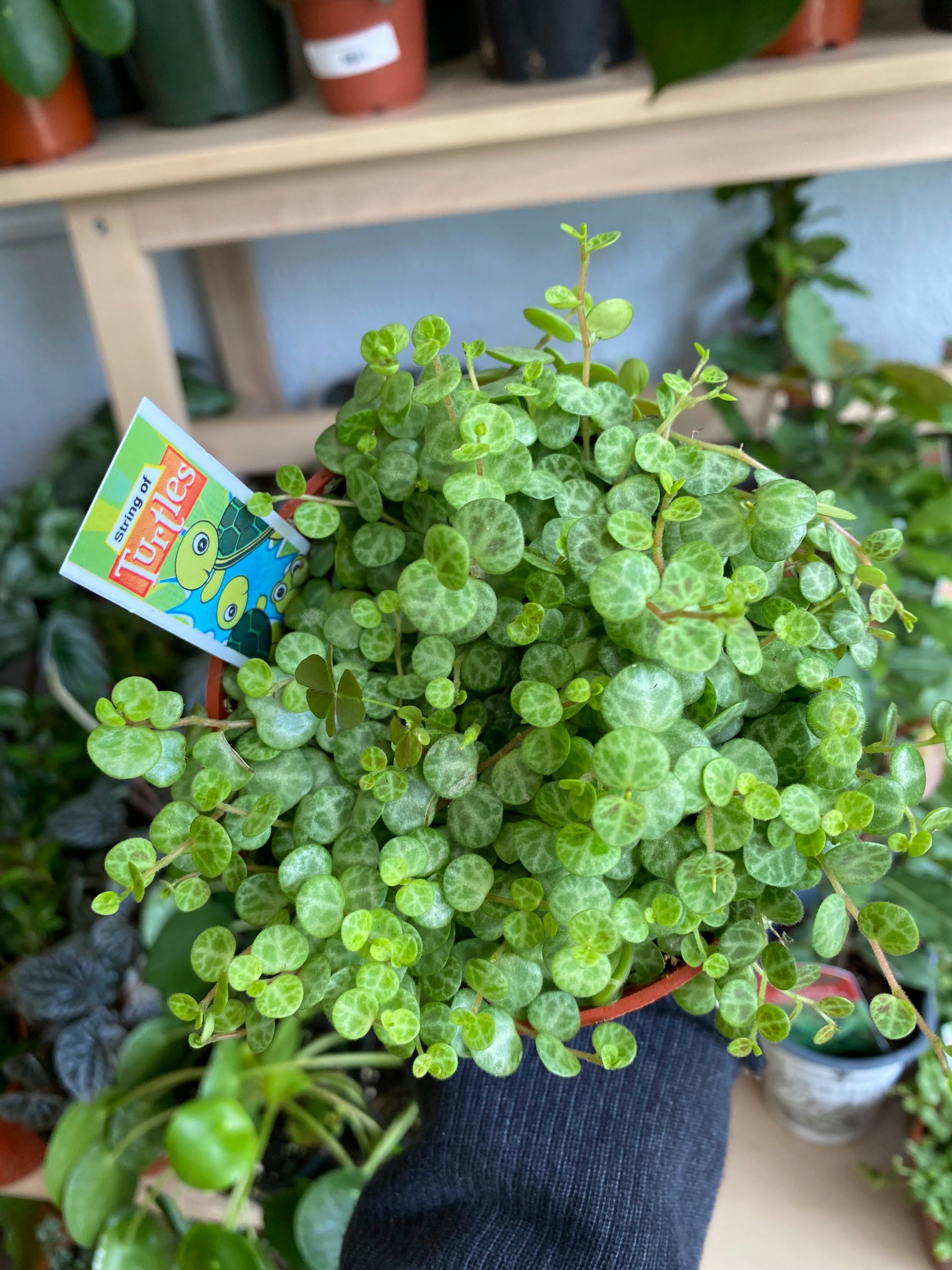 string of turtles house plant Peperomia prostrata String of Turtles 2.5 Inch