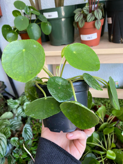 Pilea peperomiodes 'Chinese Money Plant'