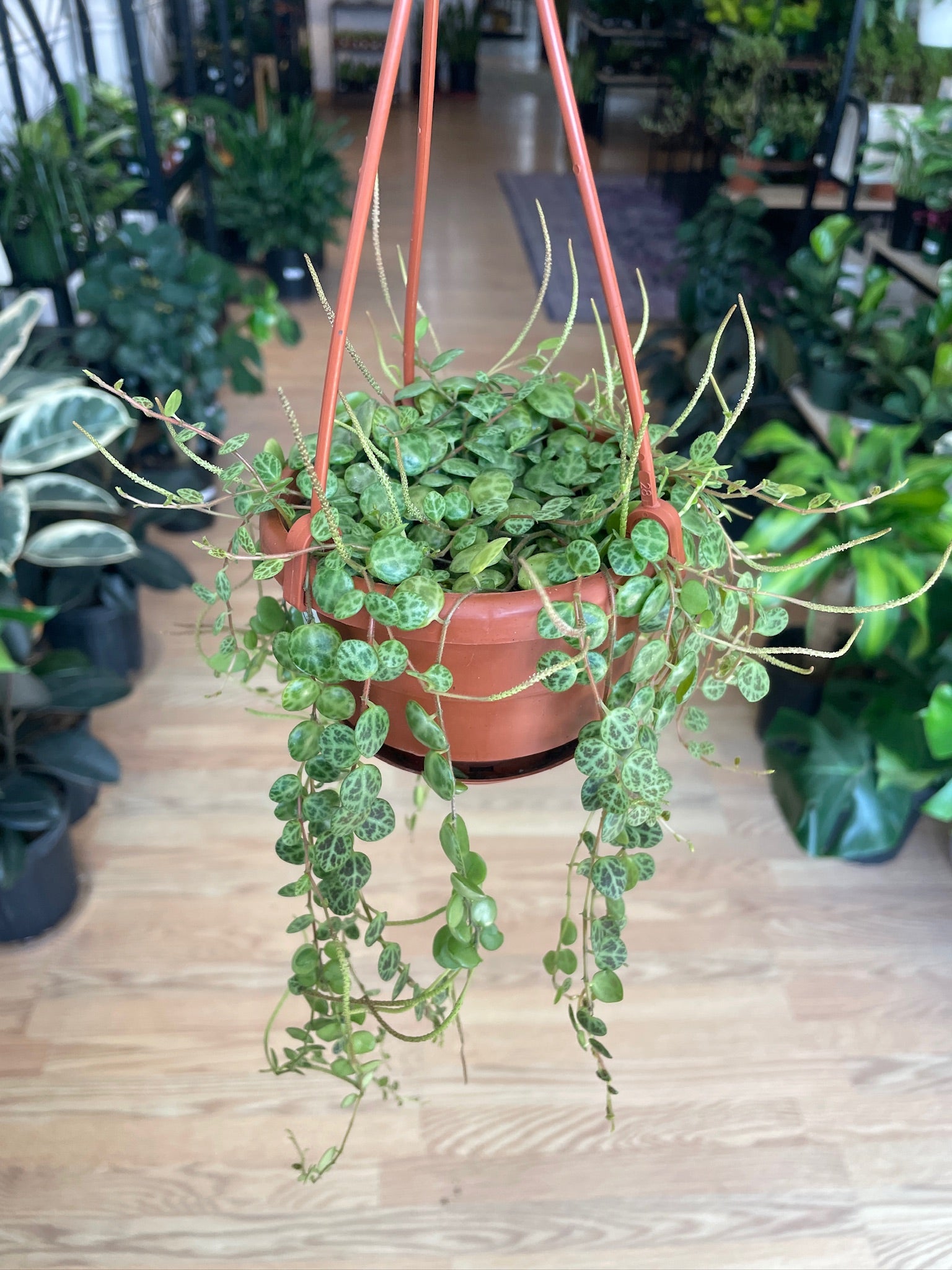 string of turtle succulent plant Peperomia prostrata 'String of Turtles' – Snakeroot Botanicals