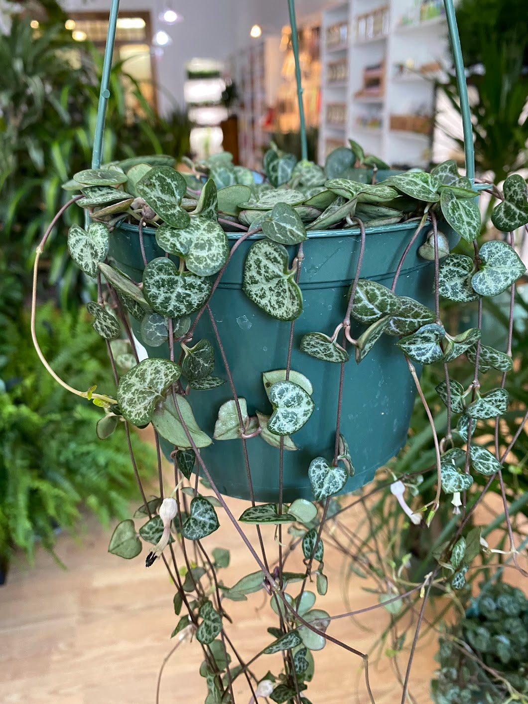 hanging string of hearts plant String of Hearts