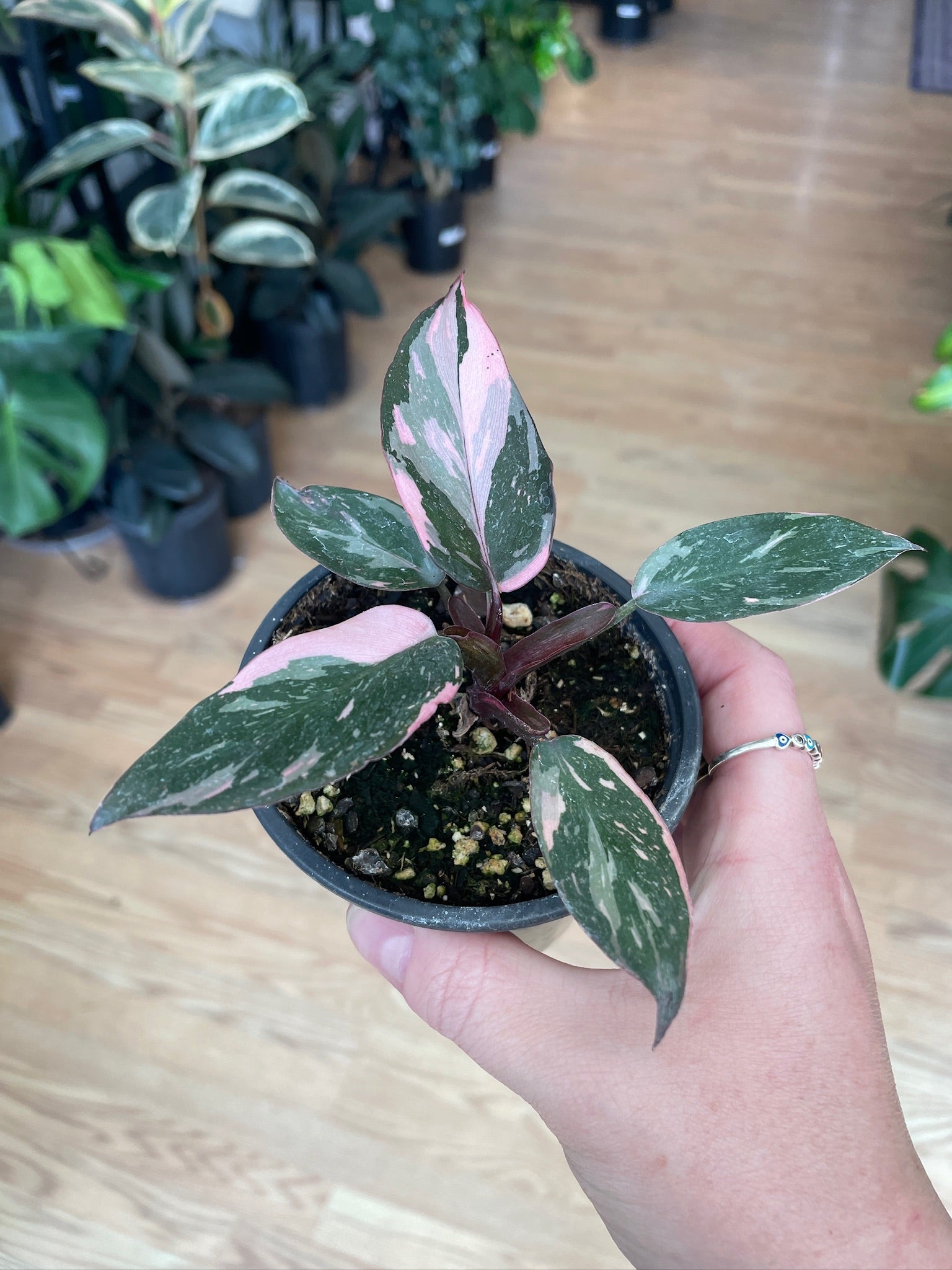 Philodendron 'Pink Princess' – Snakeroot Botanicals