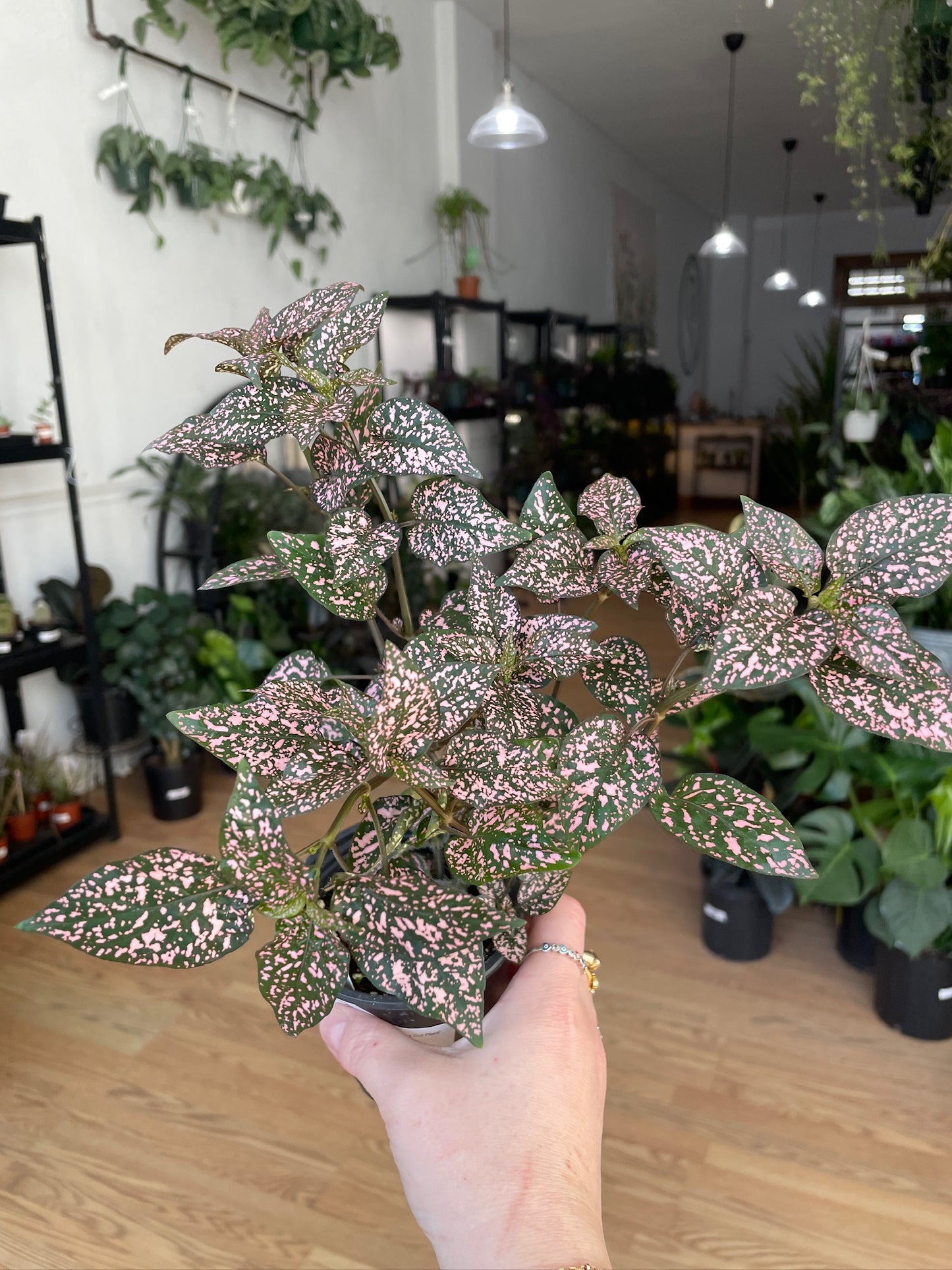 Hypoestes Phyllostachya 'Polka Dot Plant'