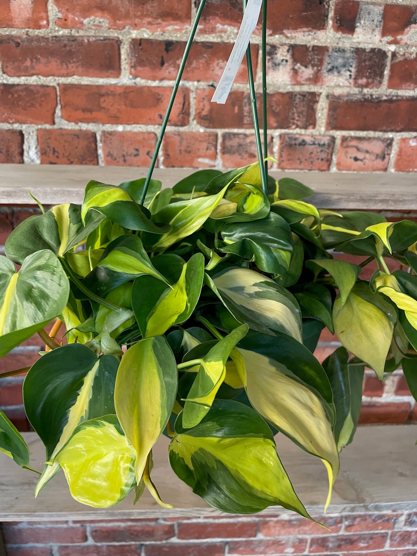 Philodendron 'Brasil'