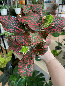 Fittonia Albivenis  'Red Nerve Plant’